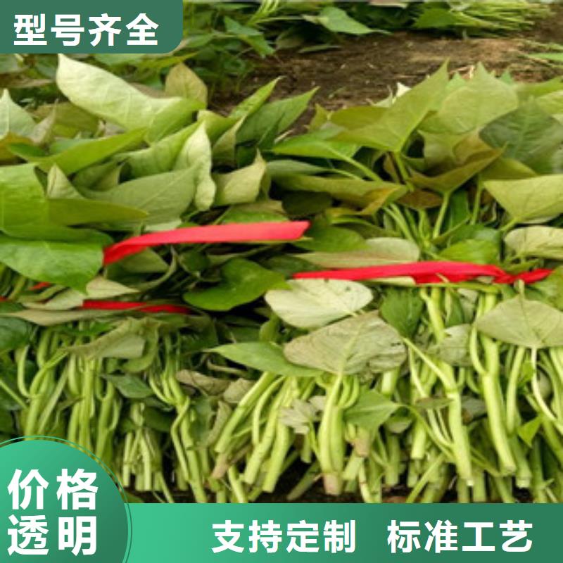 鲜食型紫薯苗无虫害本地服务商