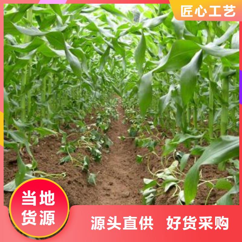 紫红薯苗图片本地生产厂家