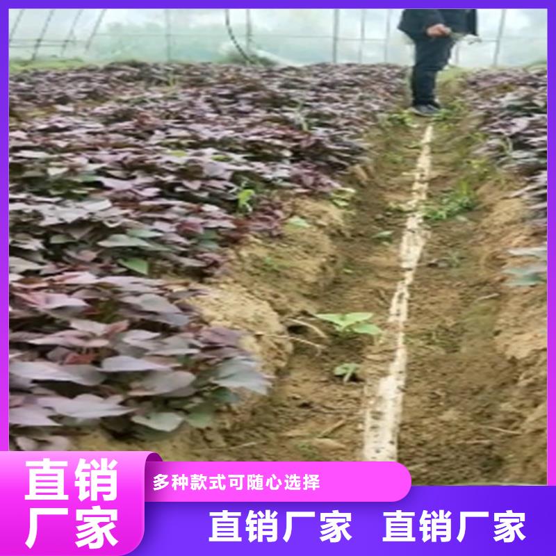 ​红薯苗（西瓜红）厂家本地供应商
