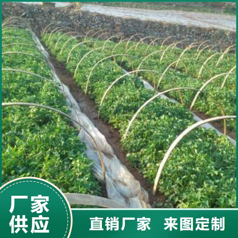 紫红薯苗供应0中间商差价