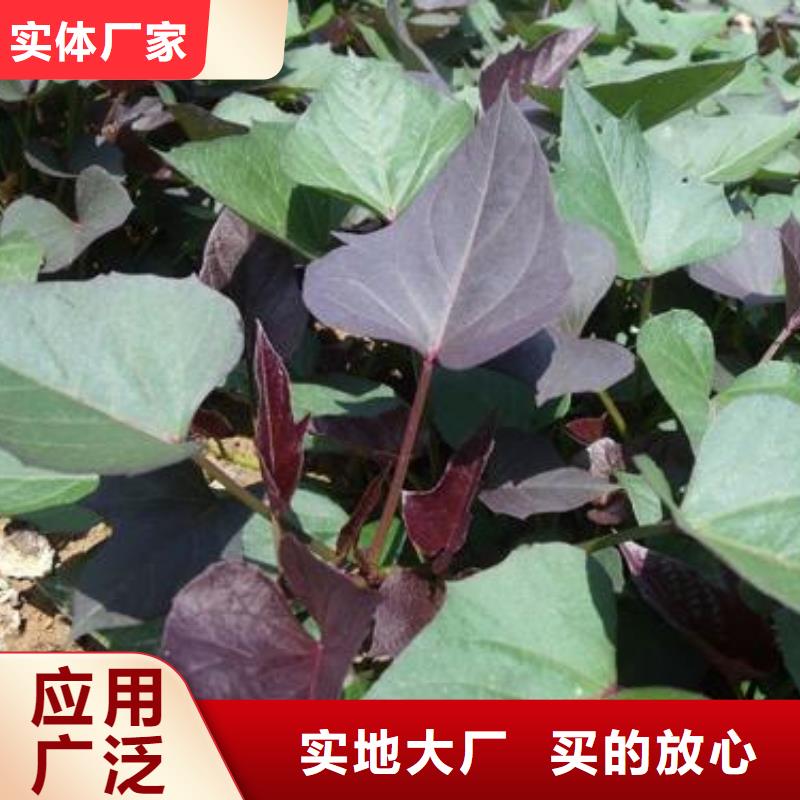 紫甘薯苗报价当地公司