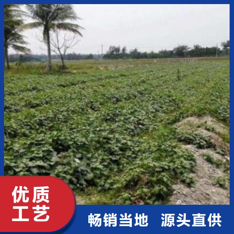 脱毒紫薯苗供应经验丰富质量放心