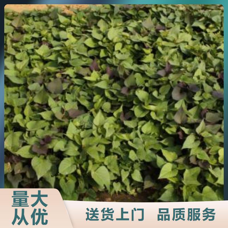 紫薯苗子批发厂家销售