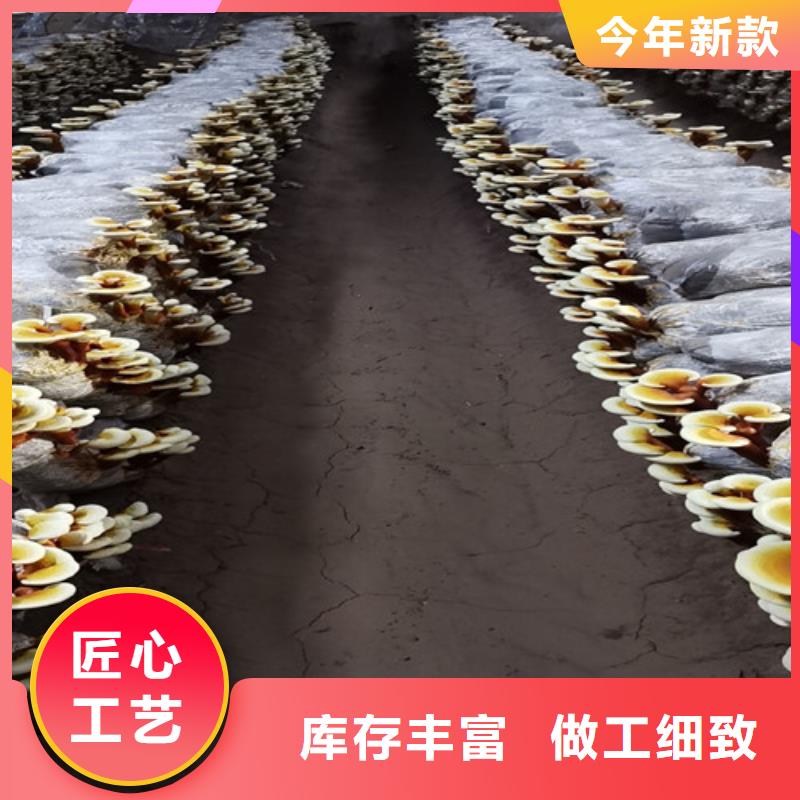 灵芝本地厂家值得信赖