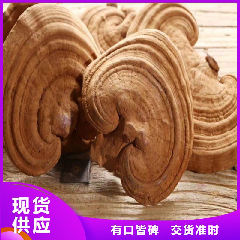 灵芝白头现货批发客户信赖的厂家