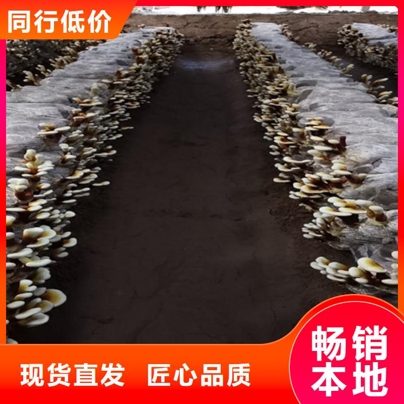 破壁灵芝孢子粉加工供您所需