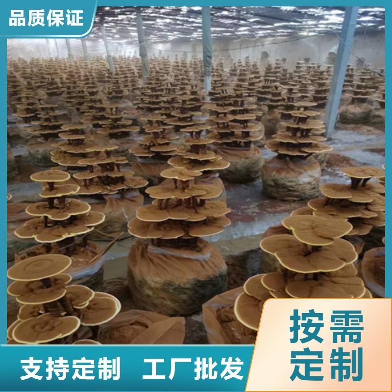 ​破壁灵芝粉能满足您的需求同城经销商