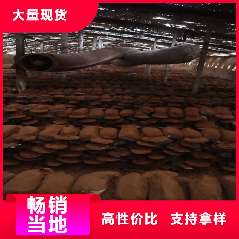 灵芝超微粉产品质量优良当地供应商