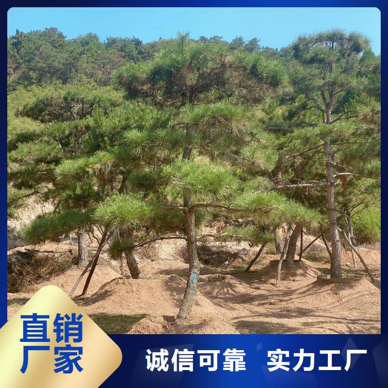 采购造型松树必看-价格低同城生产厂家