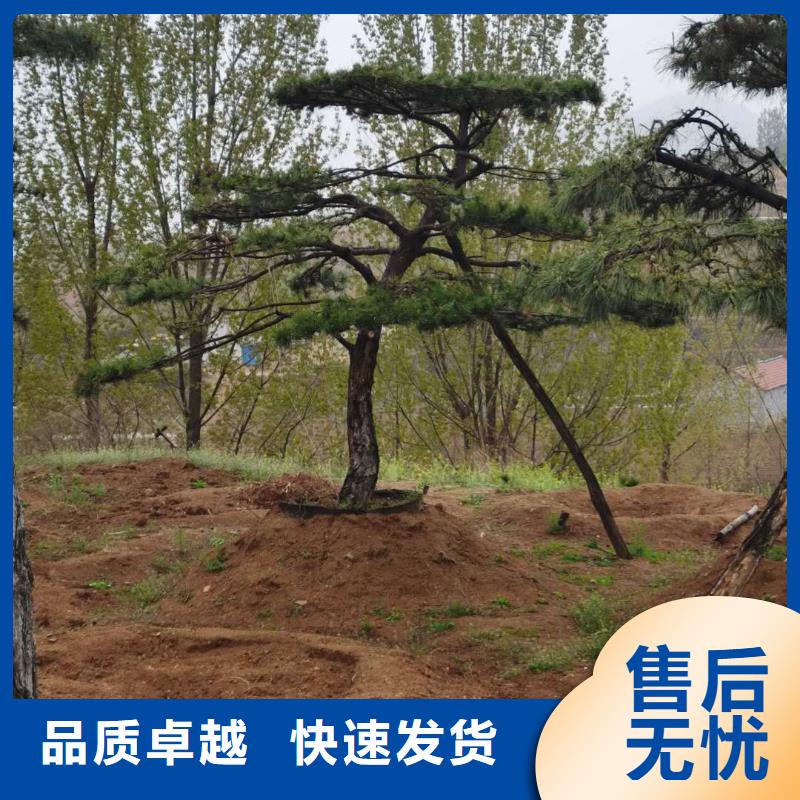 景观松可配送到厂货源直供