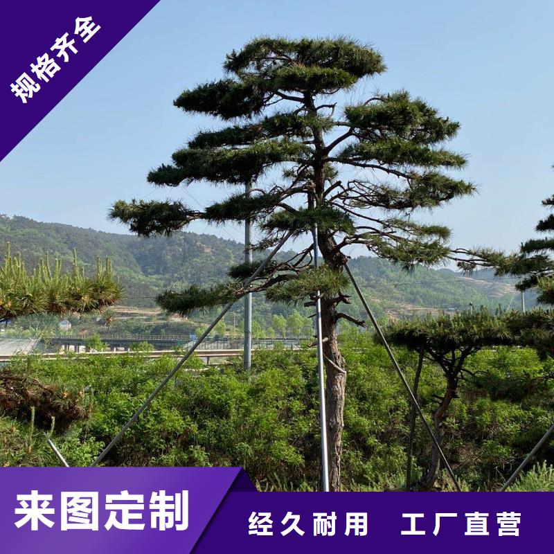 规格齐全的油松批发商专业供货品质管控