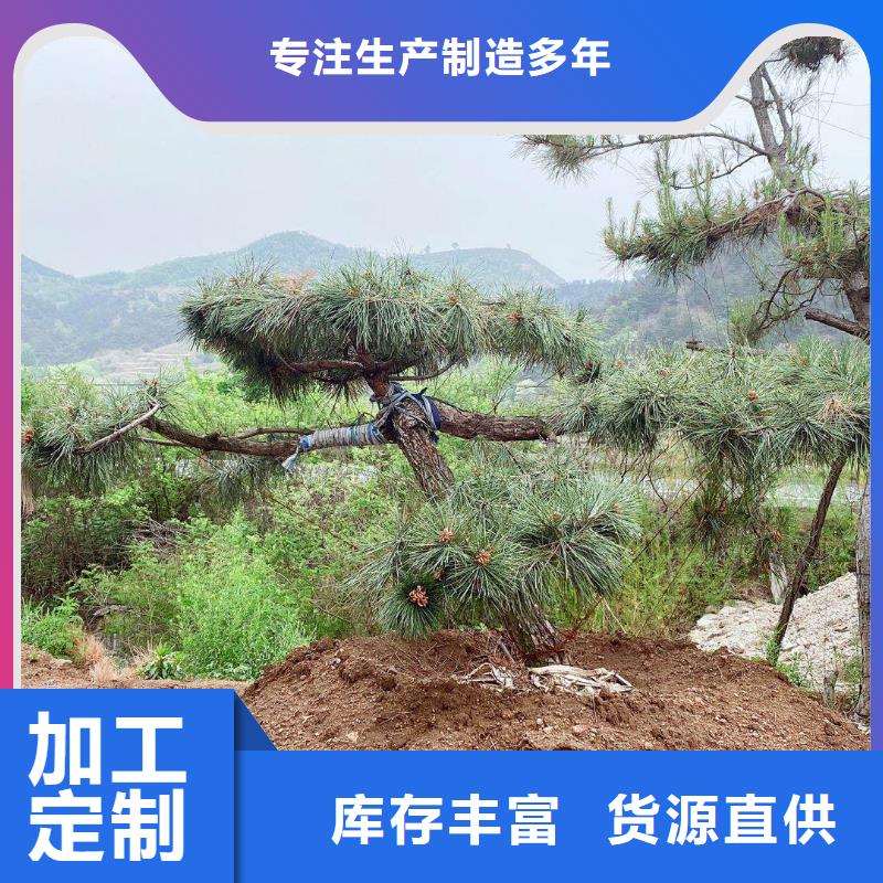 景观松天天低价低价货源