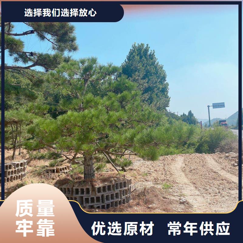 黑松-黑松专业品质当地服务商