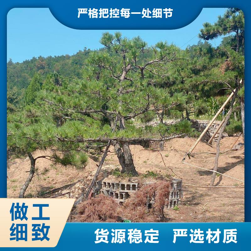 #造型黑松#量大从优厂家直销值得选择