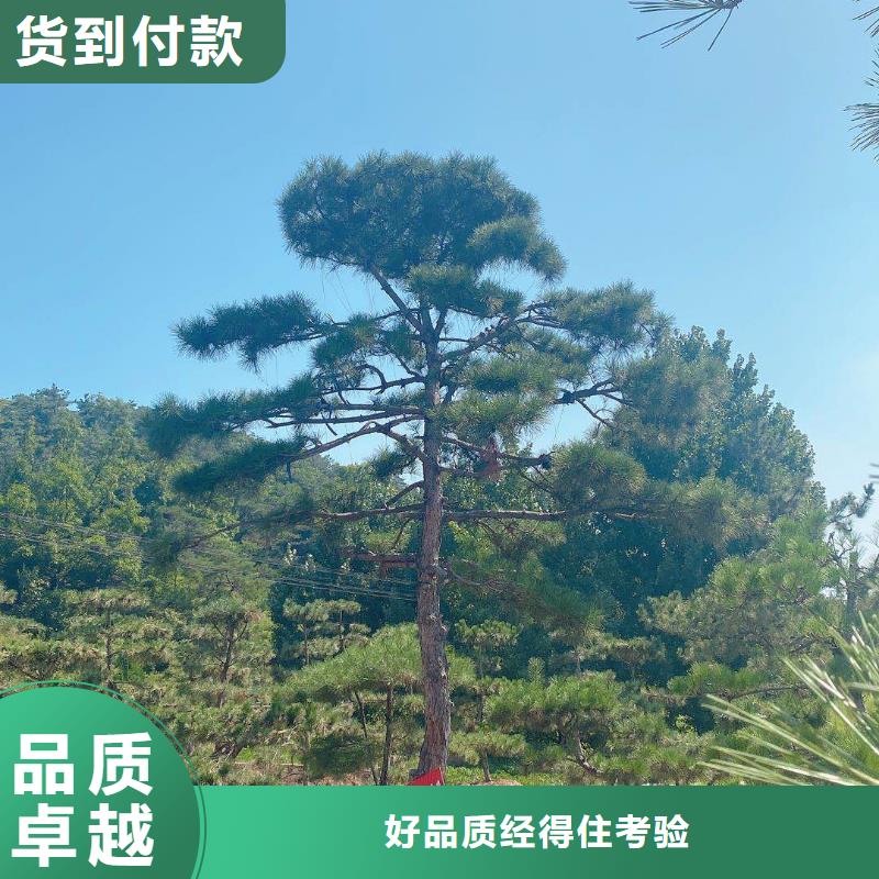 景观松、景观松厂家直销-库存充足同城制造商