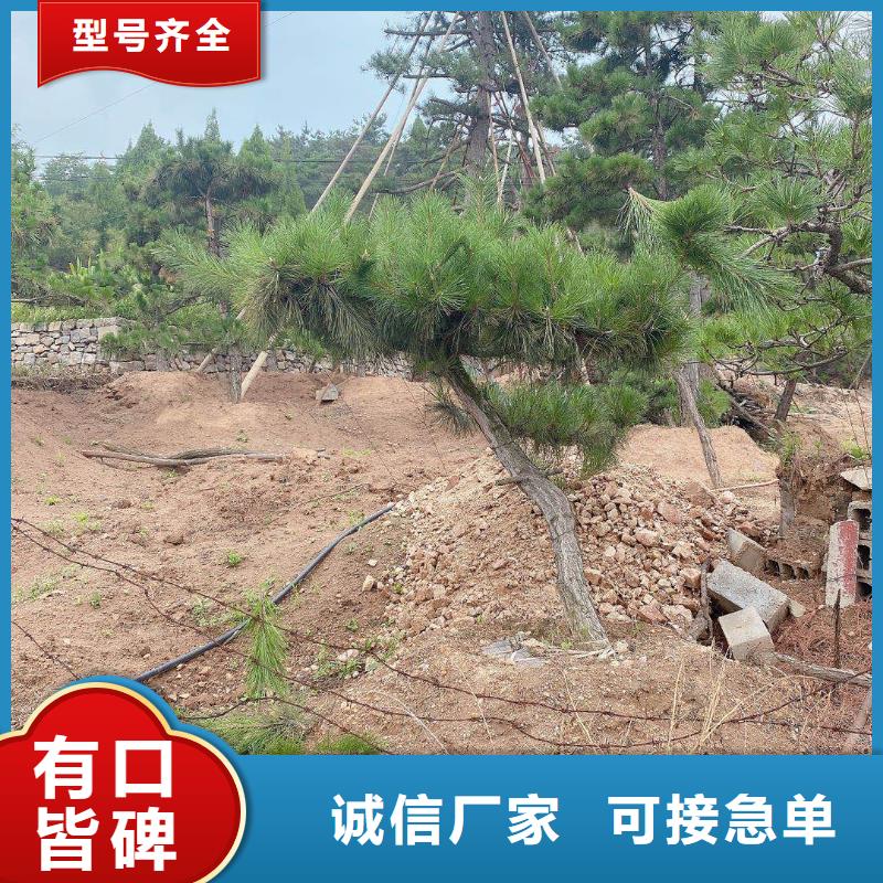 景观松量大从优支持货到付清