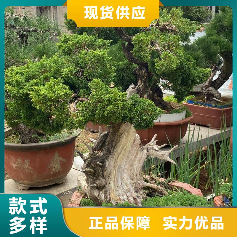 造型松现货销售厂家直销售后完善