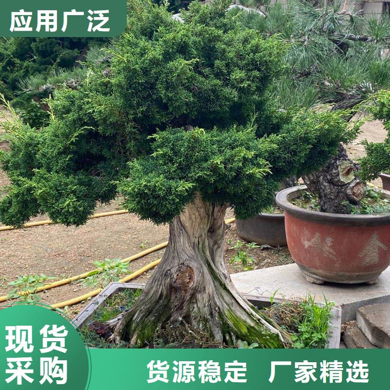 造型松免费拿样品质不将就