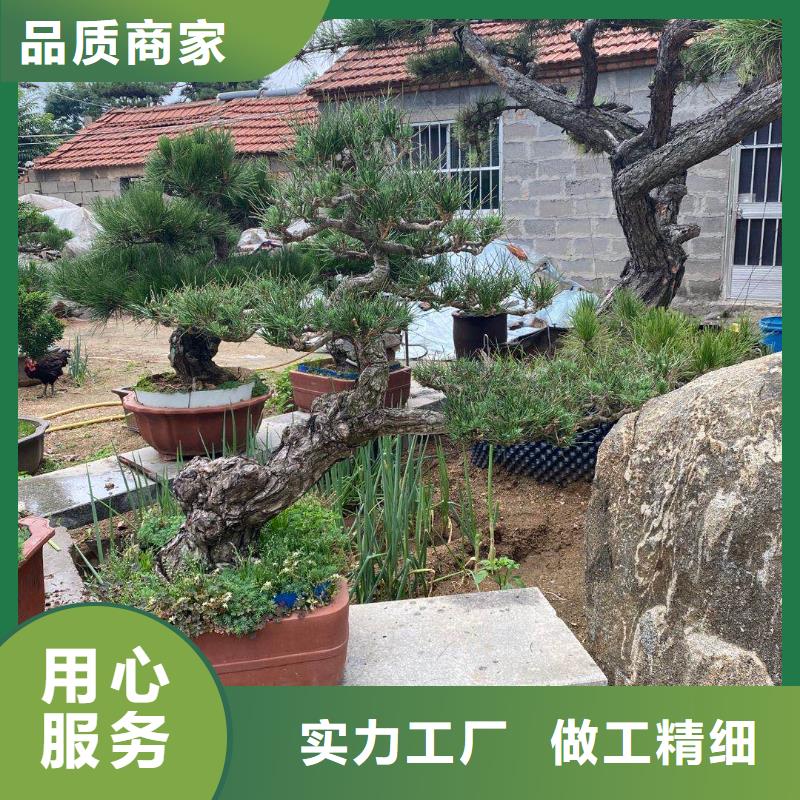 景观松加工销售订制批发