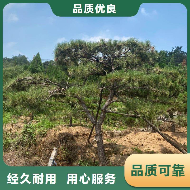 质量优的平顶松实体厂家多家仓库发货