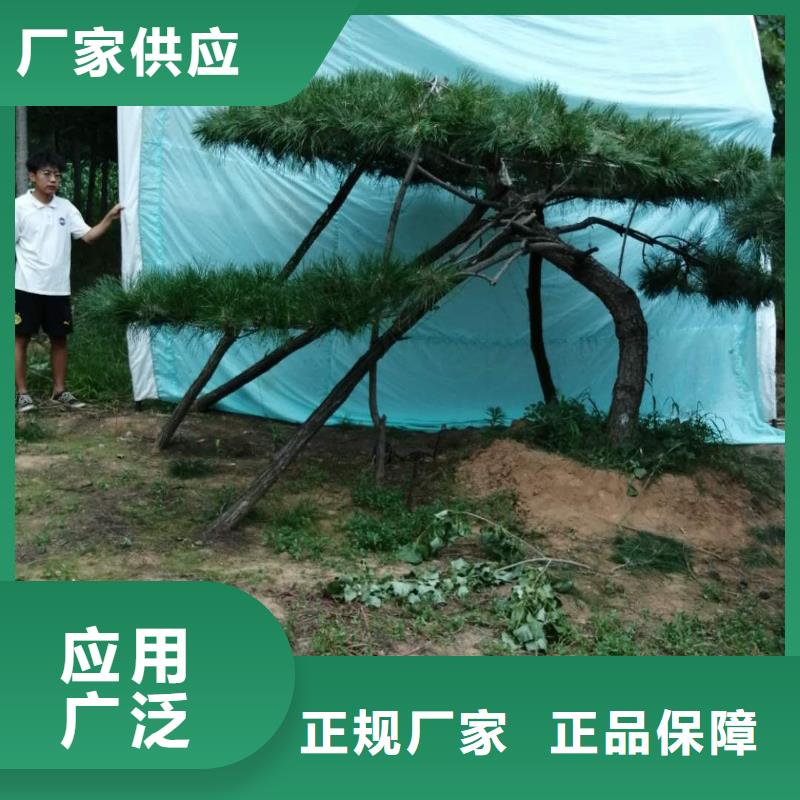 陵水县供应批发造型迎客松-保量当地经销商