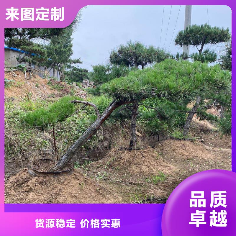 造型松树-点击咨询就近发货