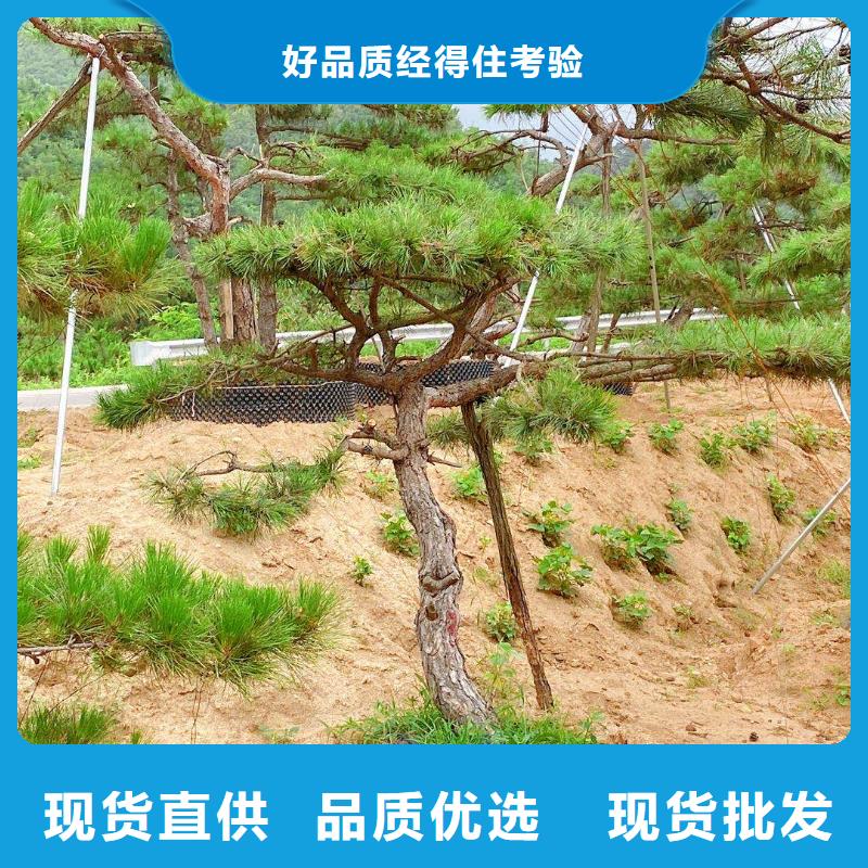 平顶松-平顶松厂家现货品质有保障