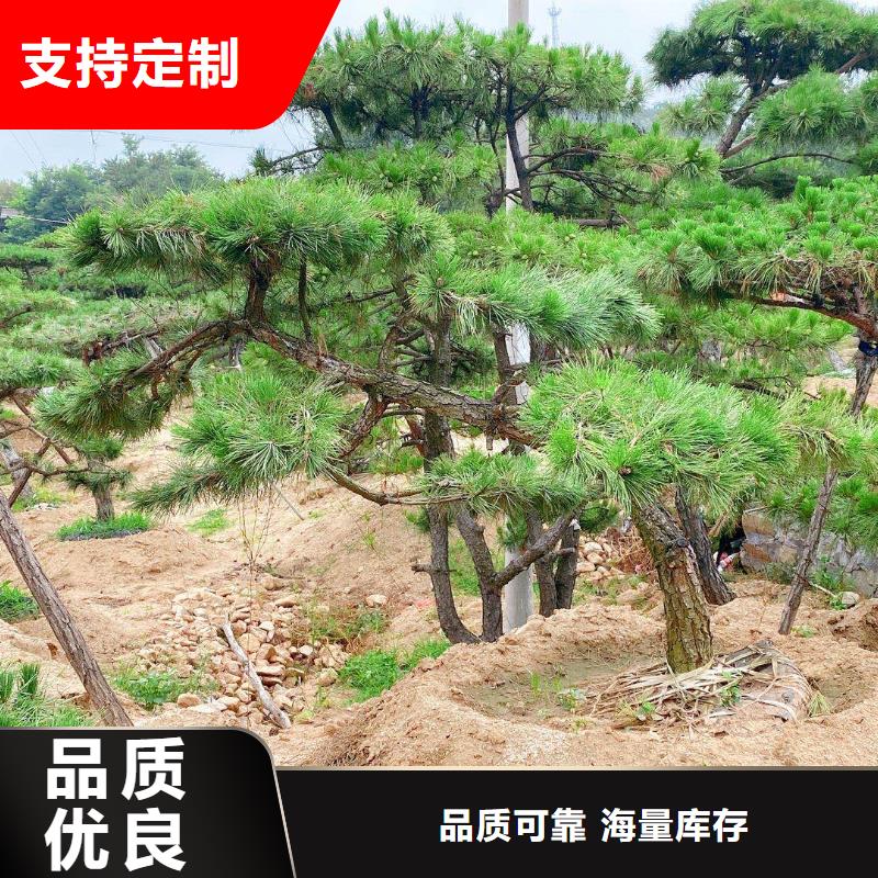 黑松按需定制本地供应商