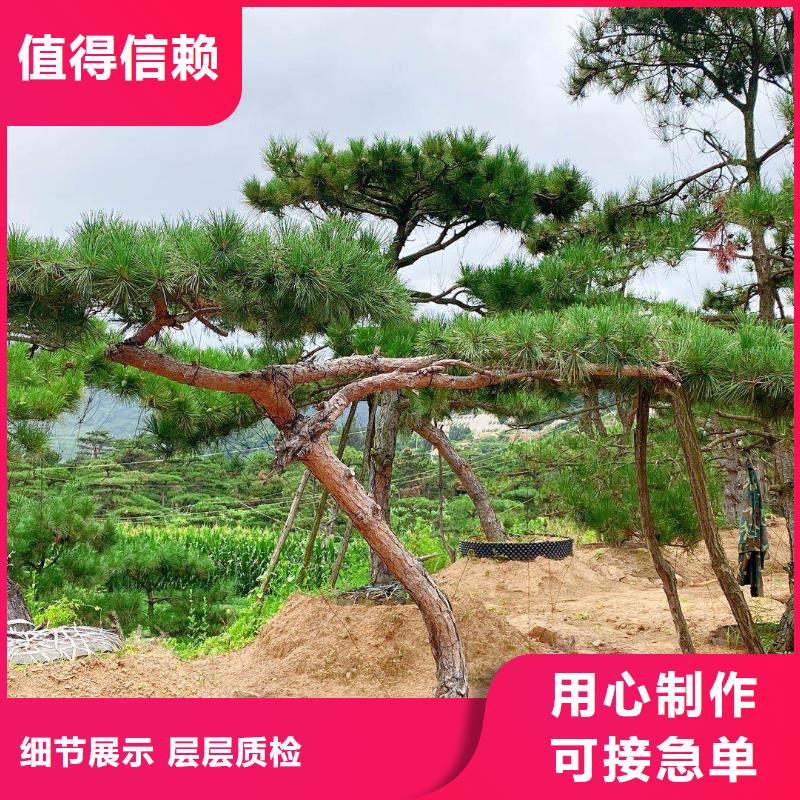 平顶松-平顶松规格全本地生产厂家