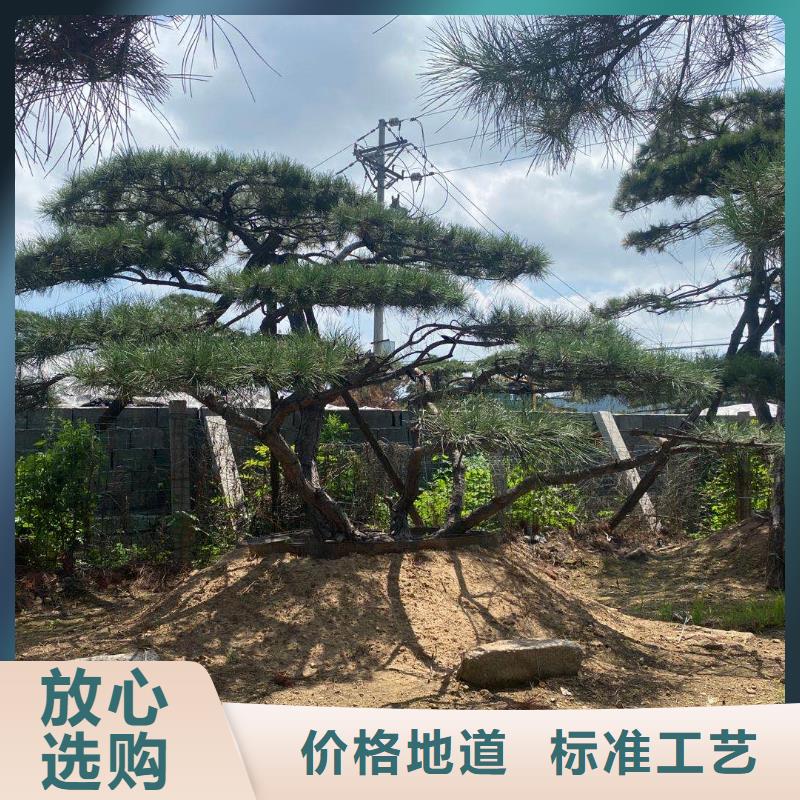 造型景松交货及时同城品牌