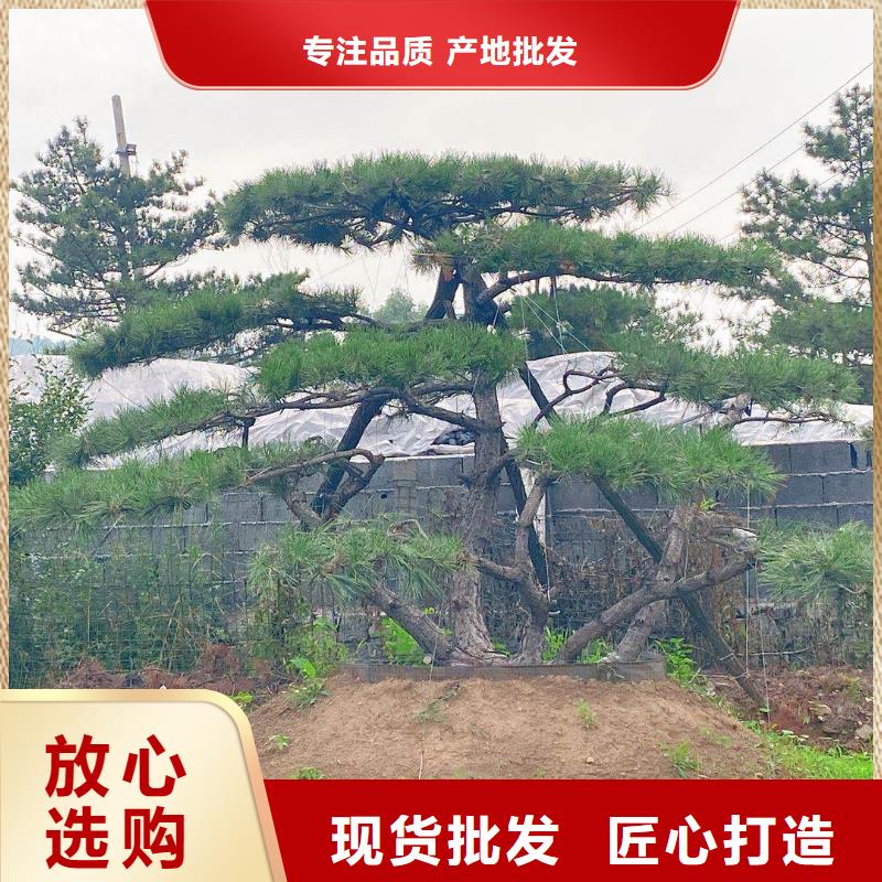 专业销售造型景松-靠谱支持定制