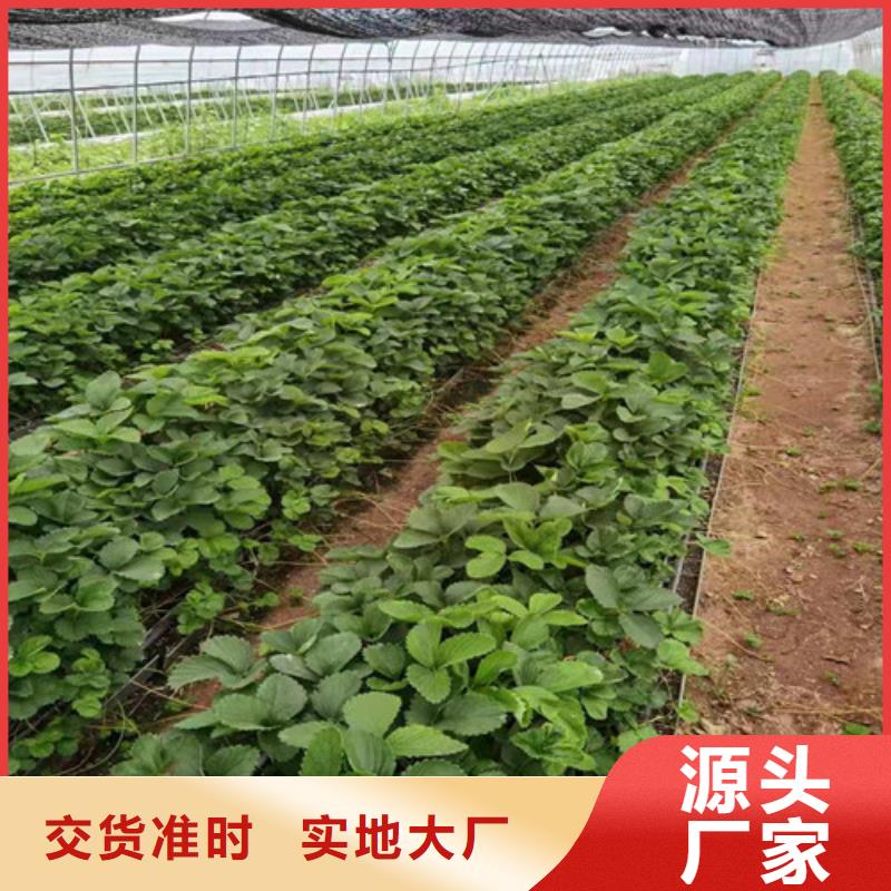 安娜草莓苗我们更专业