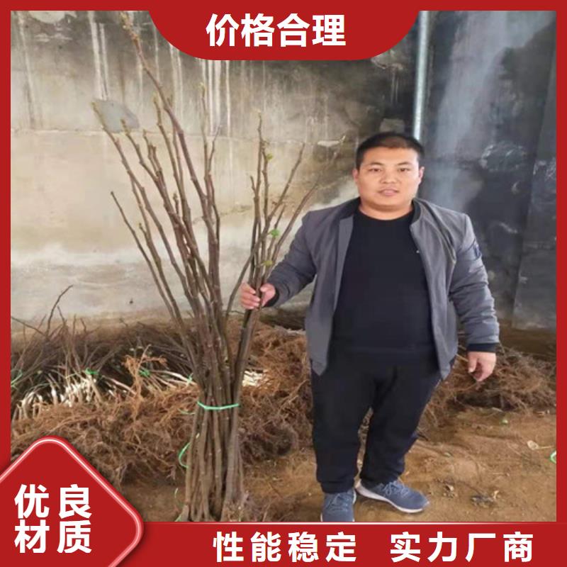 波姬红无花果树欢迎来电咨询