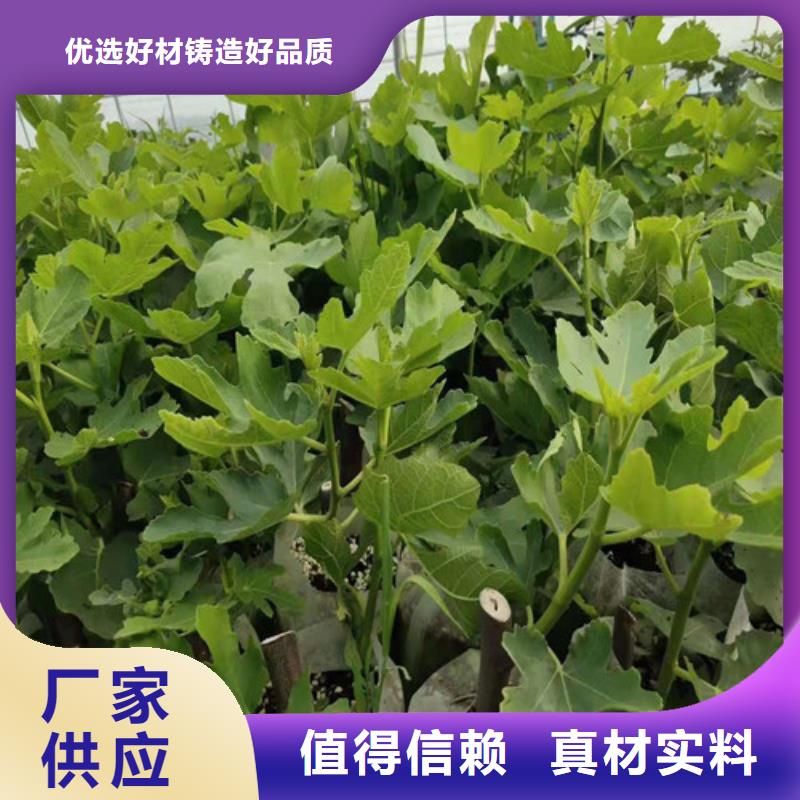 斯特拉无花果苗同城供应商