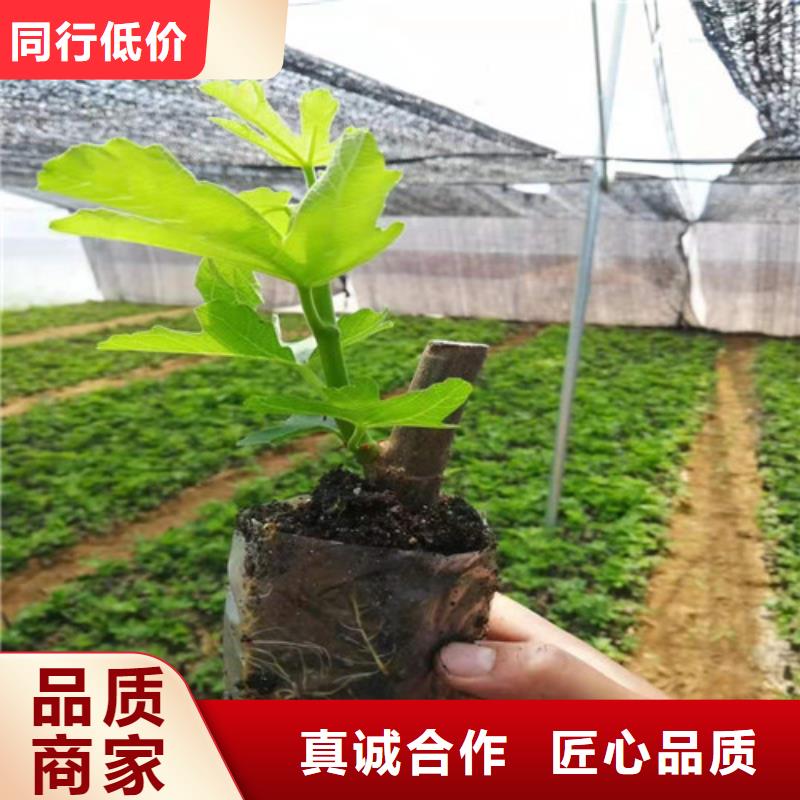 华丽无花果树苗现货直发