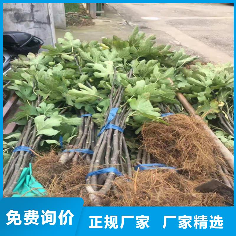 青皮无花果苗厂家直销放心
