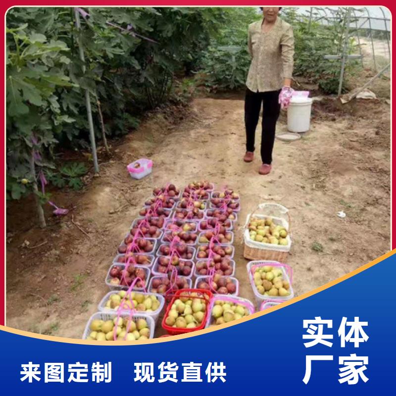 紫果无花果树苗为您精心挑选