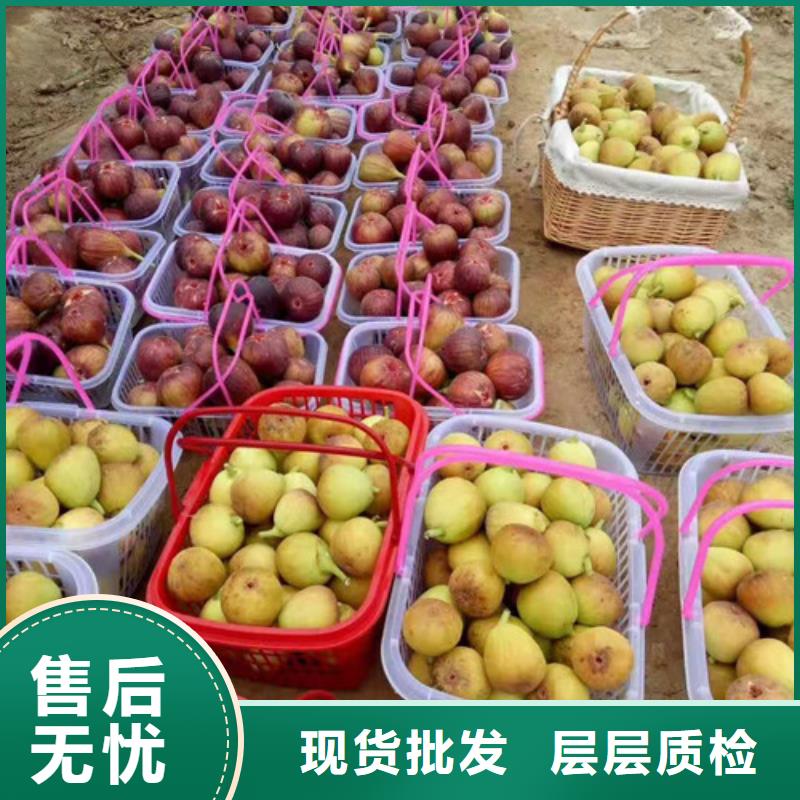 斯特拉无花果树苗当地供应商