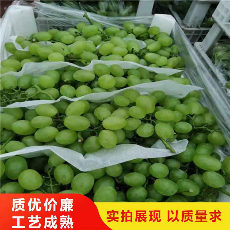 夏黑无核葡萄苗物流配货上门