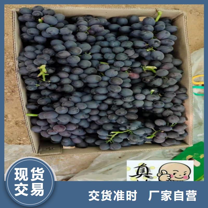 赤霞珠葡萄苗本地服务商