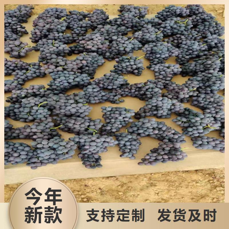 赤霞珠葡萄苗价格公道合理