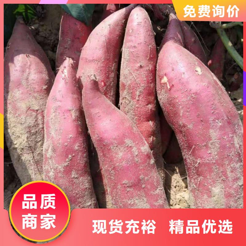 紫地瓜苗子厂家海量现货直销