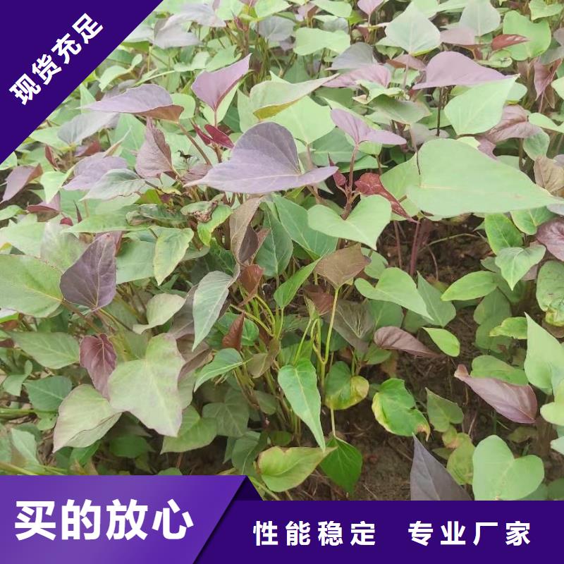 紫地瓜苗子种植方法根据要求定制