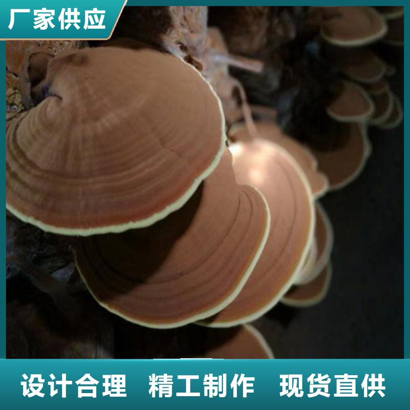 供应灵芝超微粉-实体厂家可定制专业完善售后