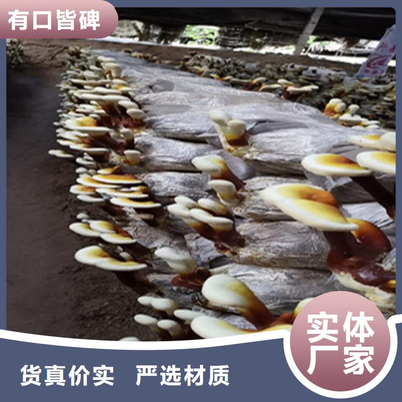 灵芝孢子粉批发采购同城服务商