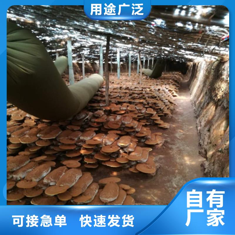 灵芝超细粉当天出货用心制造
