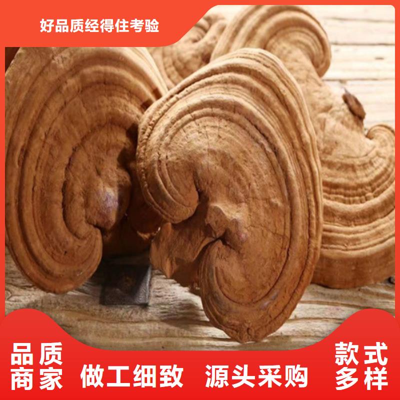质量可靠的灵芝公司打造好品质