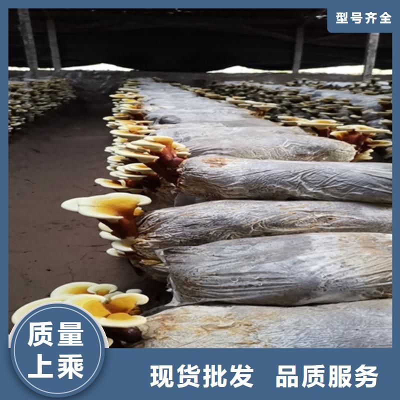 灵芝盆景重信誉厂家当地公司
