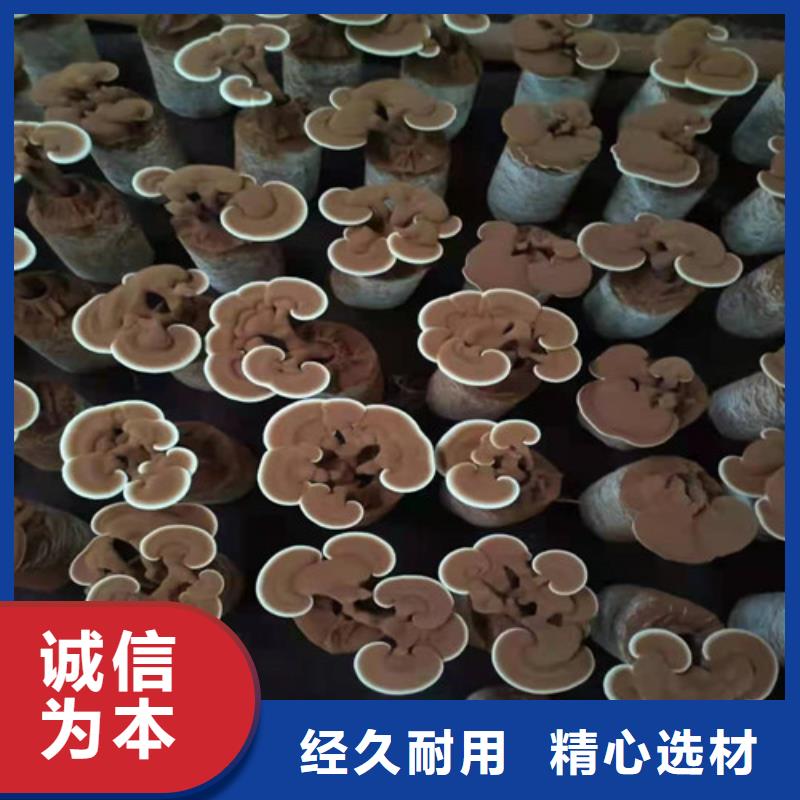 信誉好的畸形灵芝品质可靠