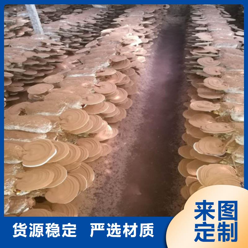 库存充足的
灵芝粉生产厂家专业品质
